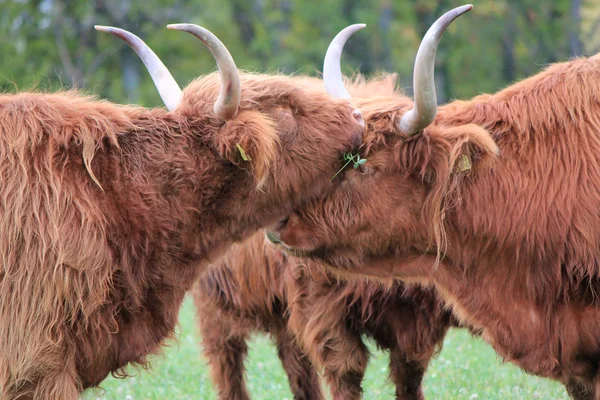 Scottish cows heads — Stock Photo, Image