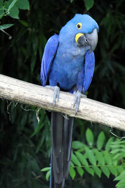 Hyacinthe macaw standing on a branch — Stock Photo, Image