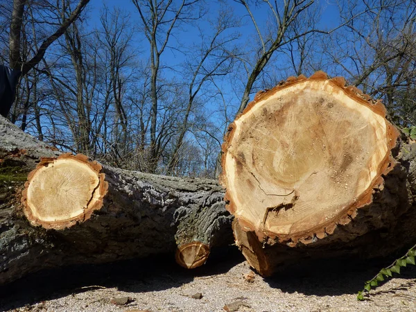 Corte troncos pelo inverno — Fotografia de Stock
