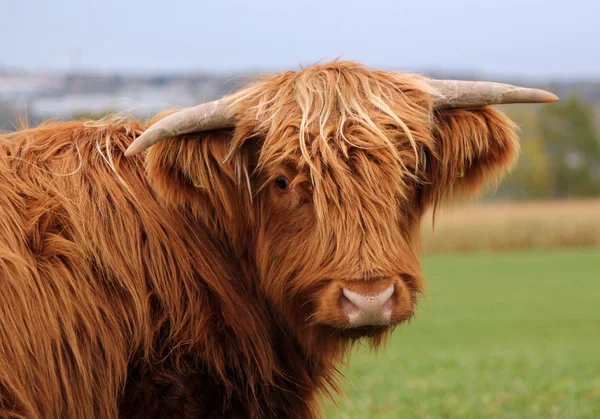 Retrato de vaca escocesa — Foto de Stock