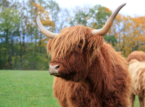 Retrato de uma vaca escocesa — Fotografia de Stock