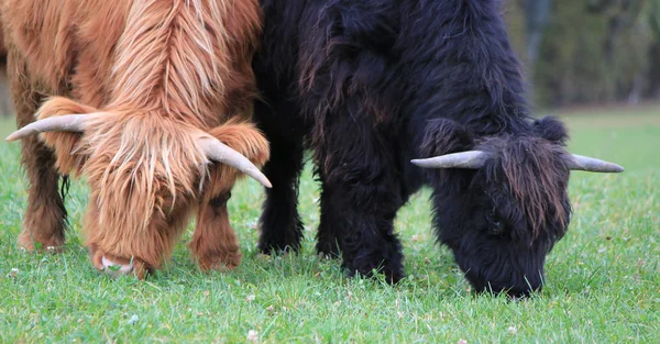 Portrét dvou krav jíst trávu — Stock fotografie