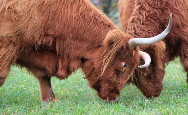 Highland krávy boj — Stock fotografie