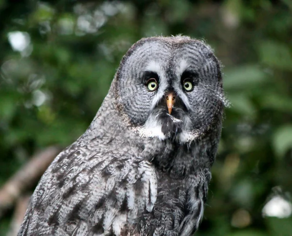 Portrait of a lap owl — Stock Photo, Image