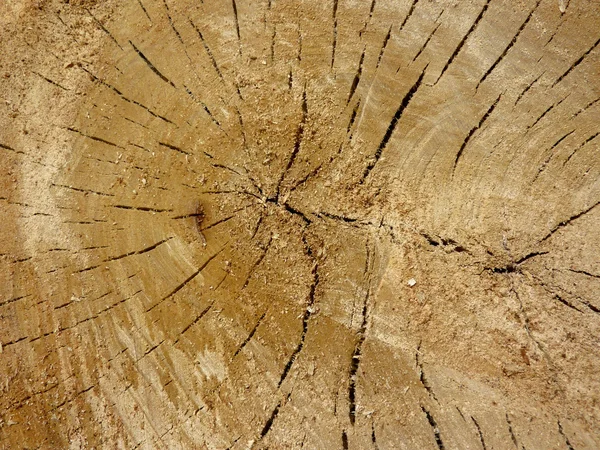 stock image Cracked trunk