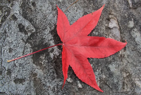 stock image Red autumn leaf