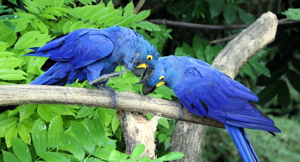 Hyacinthe macaws mücadele — Stok fotoğraf