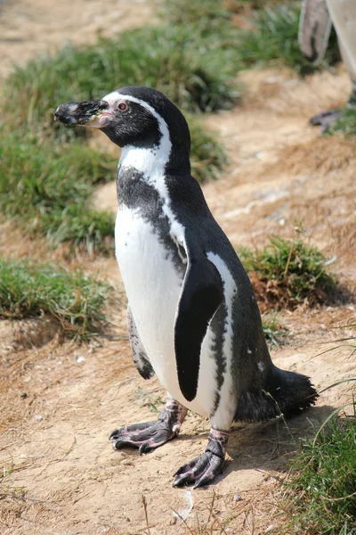 Pinguino Spheniscus humboldti — Foto Stock