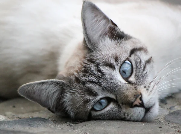 Hlava krásné kočky — Stock fotografie