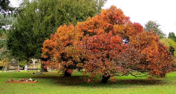 Podzimní strom na hřbitově — Stock fotografie