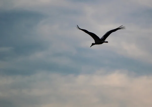 Migrera stork flyger — Stockfoto