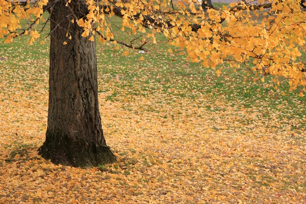 Podzimní listí a kufr — Stock fotografie