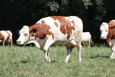 Walking cow clipart