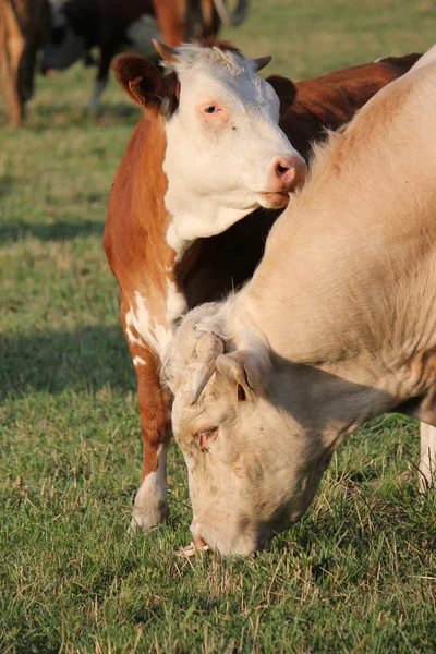 Calf next to its mother — Stock Photo, Image