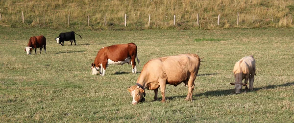 Varias Vacas Comiendo Hierba Prado Atardecer — Foto de Stock