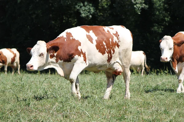 Zwiedzanie krowa — Zdjęcie stockowe