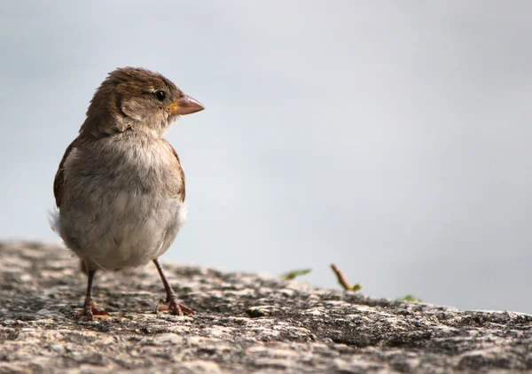 Sparrow on a wall — Stock Photo, Image