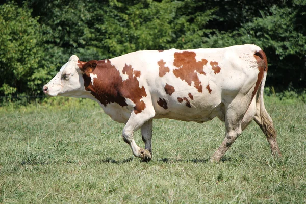 Vaca Marrón Blanca Caminando Entre Otros Prado —  Fotos de Stock