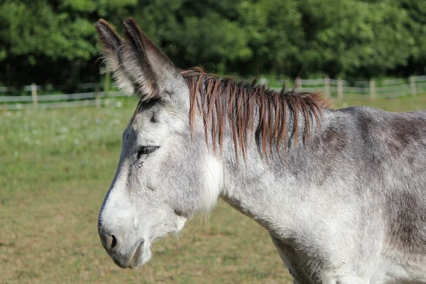 Portrait Side Grey Donkey Meadow — Stock Photo, Image