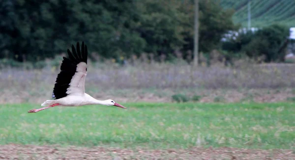 Migración Cigüeña Blanca Negra Volando Sobre Campo —  Fotos de Stock