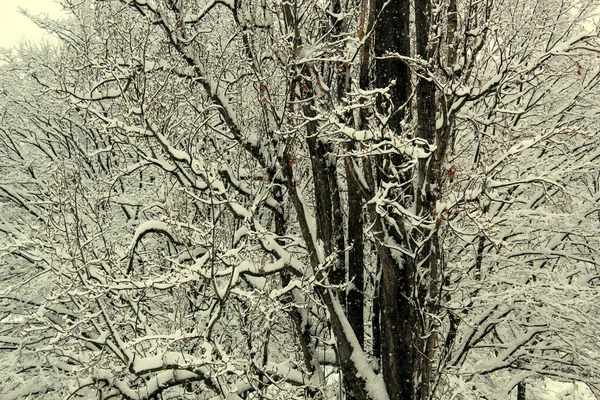 Troncos Galhos Cobertos Neve Pelo Tempo Inverno — Fotografia de Stock