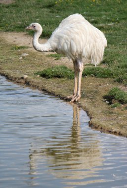 Emu next to a pond clipart