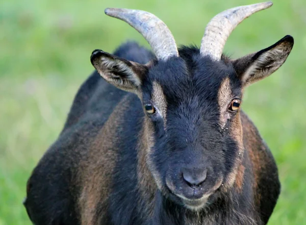 Портрет козы — стоковое фото