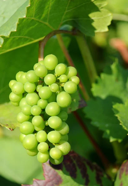 Sonnige Grüne Trauben Umgeben Von Grünen Blättern Einem Weinberg Sommer — Stockfoto