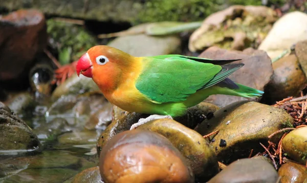 Agapornis πουλί στέκεται σε μια πέτρα — Φωτογραφία Αρχείου