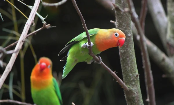 Agapornis-Vögel stehen auf Ästen — Stockfoto