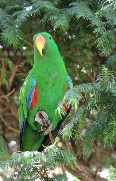 Eclectus πράσινο παπαγάλος — Φωτογραφία Αρχείου