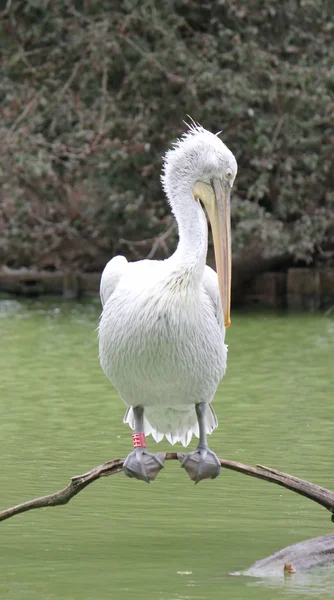 Ruhiger Weißer Pelikan Der Auf Einem Ast See Steht — Stockfoto
