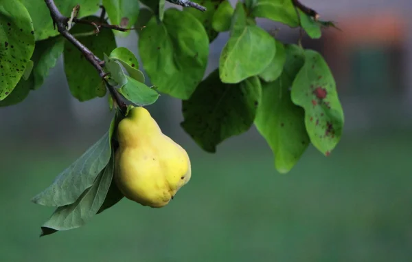 Quince on a tree — Stock Photo, Image
