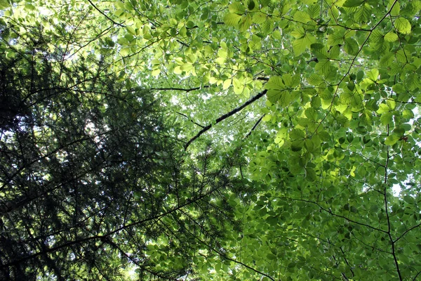Hintergrund Der Grünen Waldblätter — Stockfoto