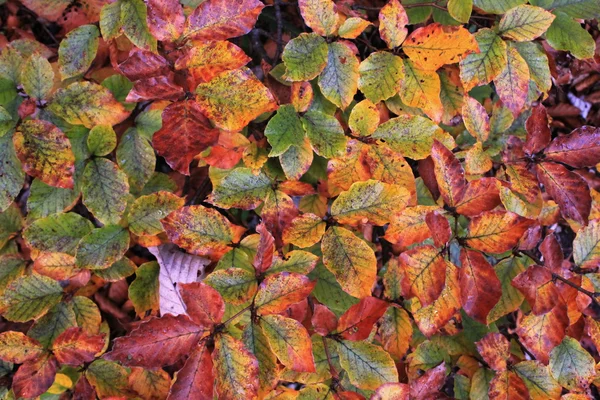 关闭许多绿色和红色秋天的叶子在森林里的 — 图库照片