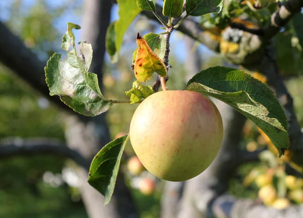 Manzana en una rama —  Fotos de Stock