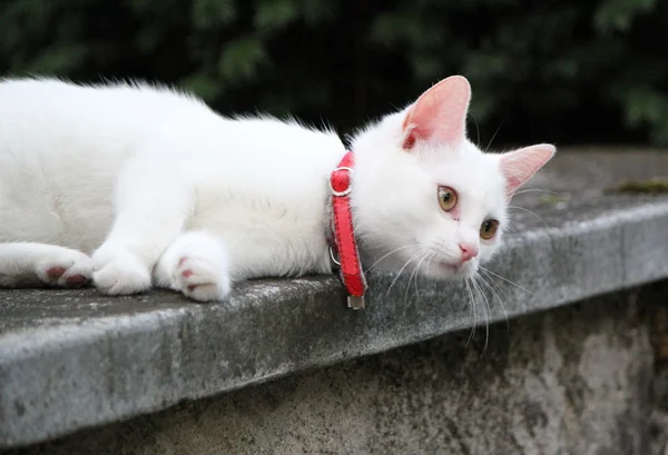 White Young Cat Lying Wall Looking Far — Stock Photo, Image
