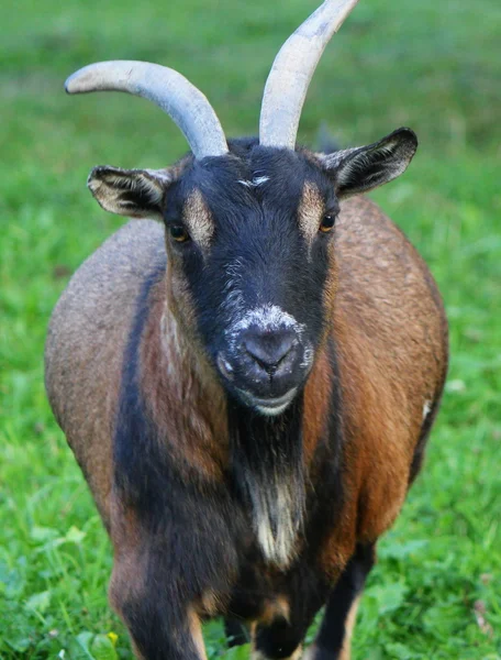 つの美しい角を持つ黒と茶色のヤギの肖像画 — ストック写真