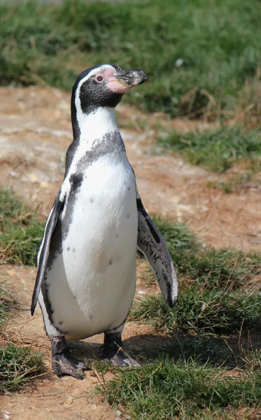 Pingüino Spheniscus humboldti — Foto de Stock