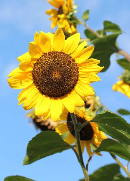 Big Sunflowers Beautiful Weather Blue Sky — Stock Photo, Image