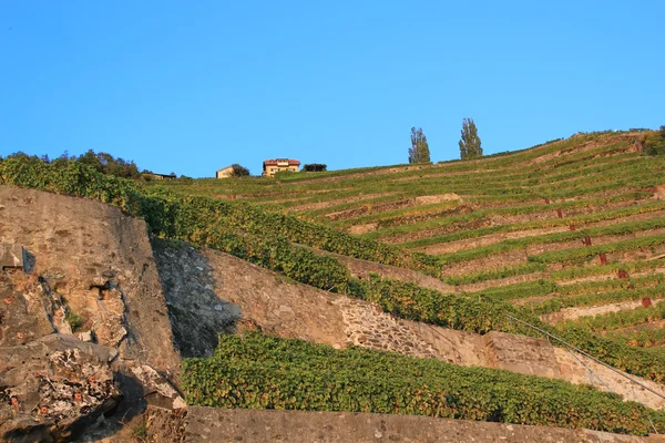 Viñedos de Lavaux, Suiza — Foto de Stock