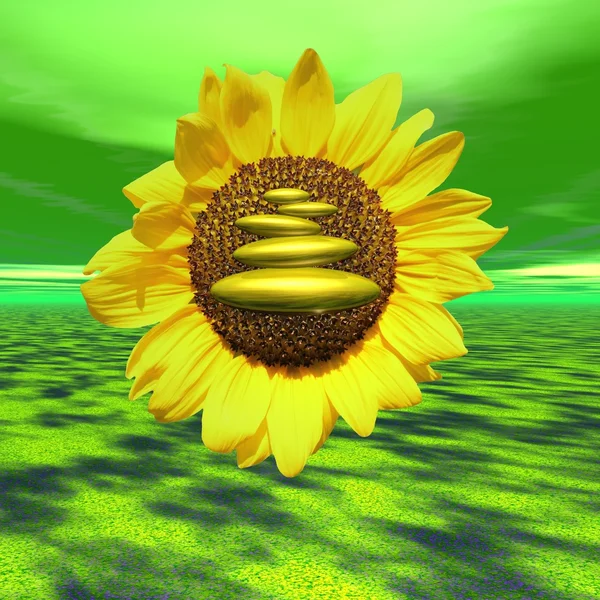 Zen sunflower — Stock Photo, Image