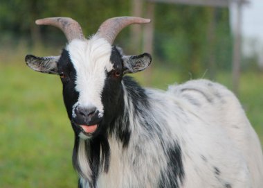 Portrait of a black and white goat with two beautiful horns clipart