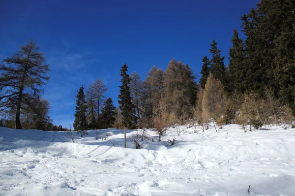 Inverno Nevado Paisagem Nos Alpes Com Abetos Por Belo Tempo — Fotografia de Stock
