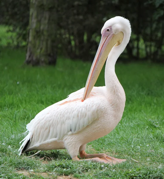 One Pelican Sitting Its Bended Feet Green Grass Turning Its — Stock Photo, Image