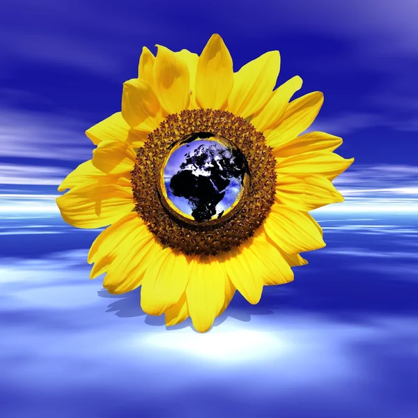 Slunečnice Uzemněním Srdci Zatažené Obloze Modré — Stock fotografie