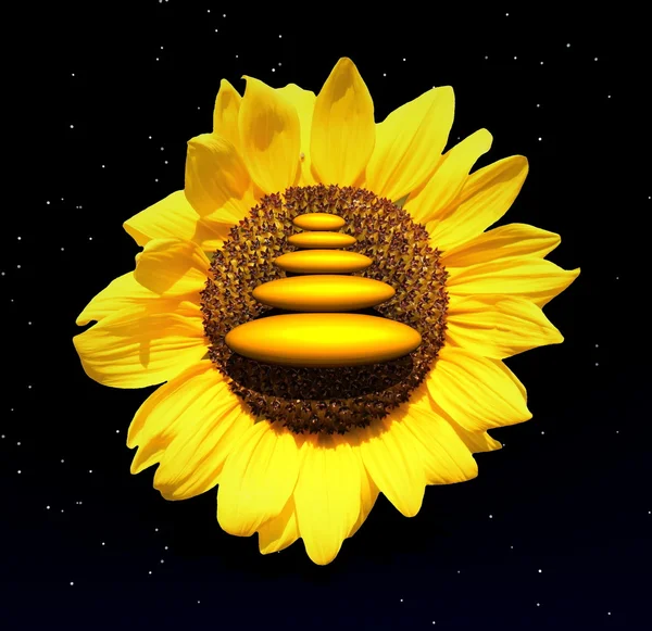 Close Sunflower Zen Stones Middle Nighttime — Stock Photo, Image