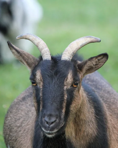 Retrato de uma cabra — Fotografia de Stock