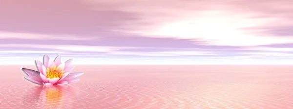 Цветок Лили в чистом розовом океане — стоковое фото