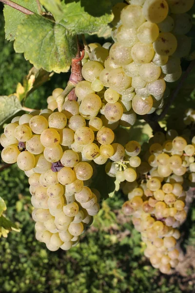 Sunny green grape — Stock Photo, Image
